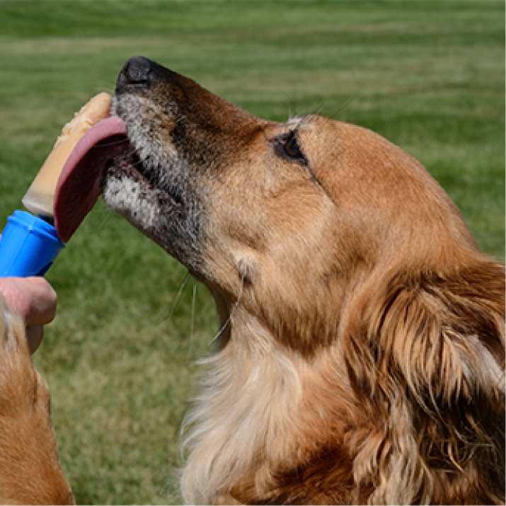 Perro criollo lamiendo crema de maní como premio-1.jpg